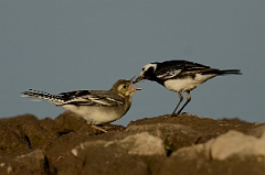 David Plant Photography - Wildlife Photography - Pied wagtail - D